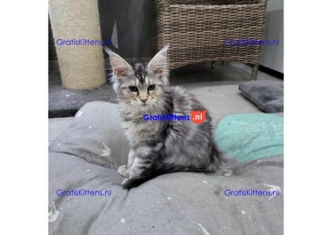Dromerige, superkleine Maine Coon kittens met papieren beschikbaar