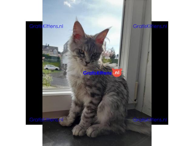 Dromerige, superkleine Maine Coon kittens met papieren beschikbaar