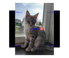 Dromerige, superkleine Maine Coon kittens met papieren beschikbaar