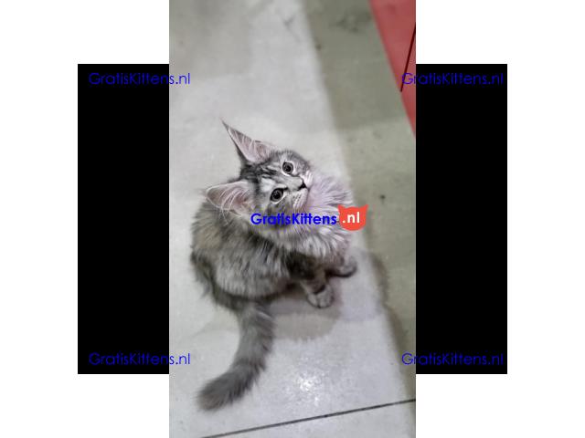 Dromerige, superkleine Maine Coon kittens met papieren beschikbaar