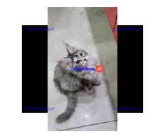 Dromerige, superkleine Maine Coon kittens met papieren beschikbaar