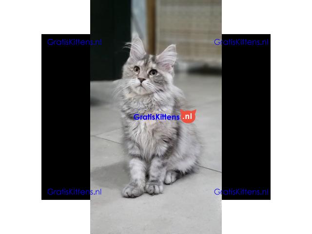 Dromerige, superkleine Maine Coon kittens met papieren beschikbaar