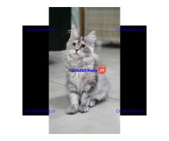 Dromerige, superkleine Maine Coon kittens met papieren beschikbaar