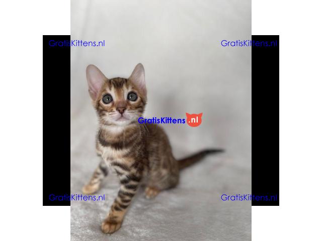 Dromerige, kleine Bengaalse kittens met papieren beschikbaar voor adoptie