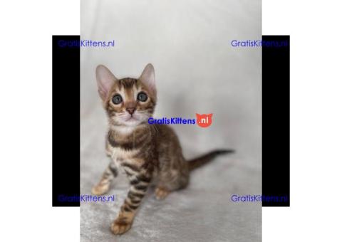 Dromerige, kleine Bengaalse kittens met papieren beschikbaar voor adoptie