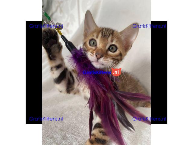 Dromerige, kleine Bengaalse kittens met papieren beschikbaar voor adoptie