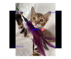 Dromerige, kleine Bengaalse kittens met papieren beschikbaar voor adoptie