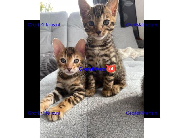 Dromerige, kleine Bengaalse kittens met papieren beschikbaar voor adoptie