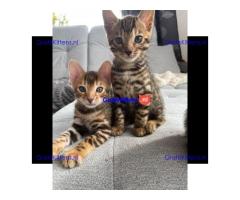 Dromerige, kleine Bengaalse kittens met papieren beschikbaar voor adoptie