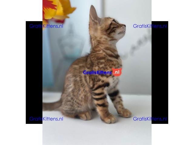 Dromerige, kleine Bengaalse kittens met papieren beschikbaar voor adoptie
