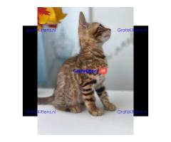 Dromerige, kleine Bengaalse kittens met papieren beschikbaar voor adoptie