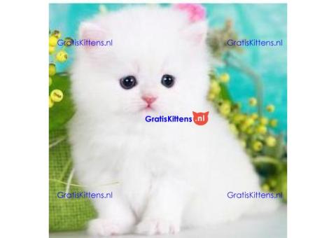 Prachtige Perzische kittens