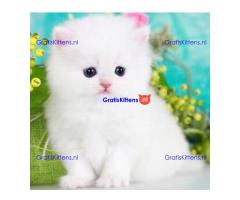 Prachtige Perzische kittens