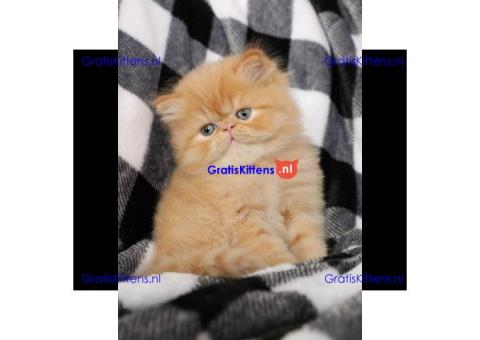 Ik heb prachtige Perzische kittens van 10 weken oud