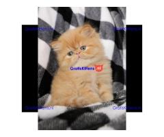 Ik heb prachtige Perzische kittens van 10 weken oud