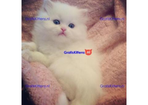 Schattige mannelijke en vrouwelijke Perzische kittens te koop