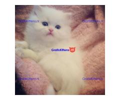 Schattige mannelijke en vrouwelijke Perzische kittens te koop