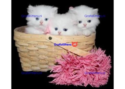Prachtige Perzische kittens