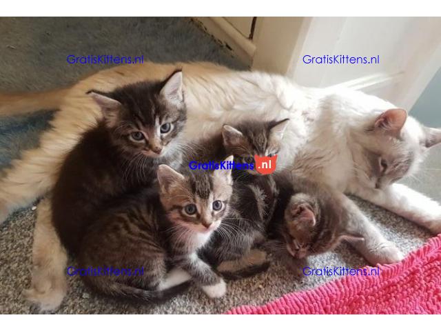 Ragdoll x Maine Coon kittens.