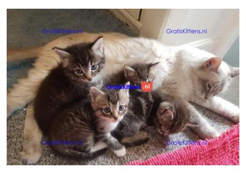 Ragdoll x Maine Coon kittens.