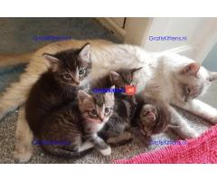 Ragdoll x Maine Coon kittens.