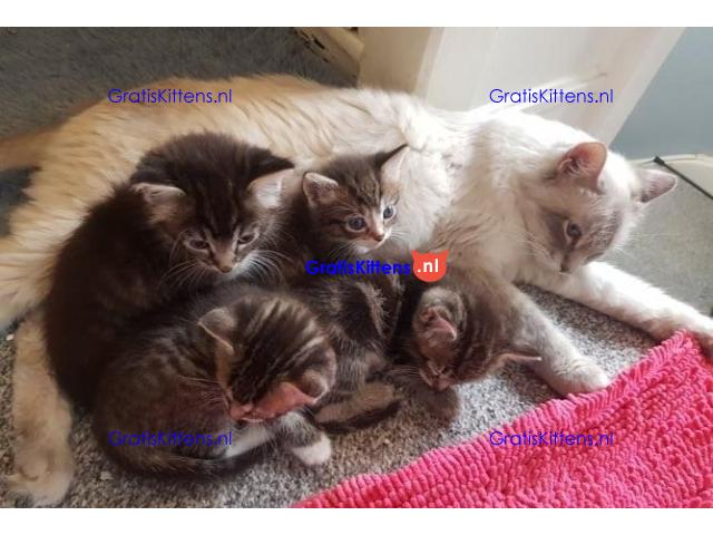 Ragdoll x Maine Coon kittens.