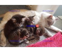 Ragdoll x Maine Coon kittens.