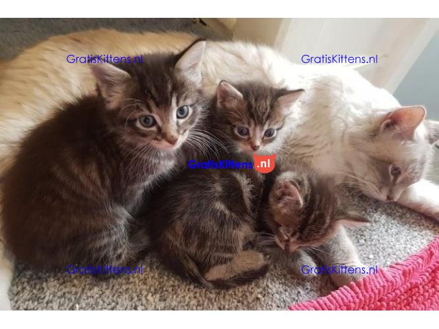 Ragdoll x Maine Coon kittens.