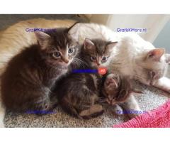 Ragdoll x Maine Coon kittens.