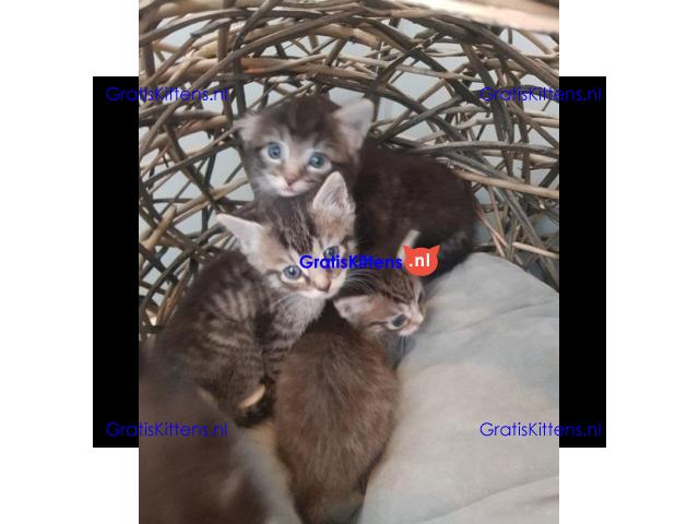 Ragdoll x Maine Coon kittens.