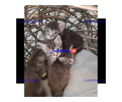 Ragdoll x Maine Coon kittens.