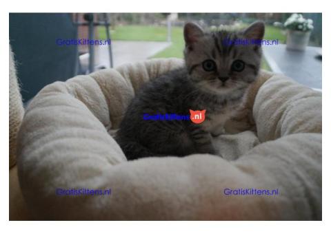 Britse Korthaar/Scottish Fold Blauw en Lilac kitten € Whatsapp-nummer: +31 6 877 322 95