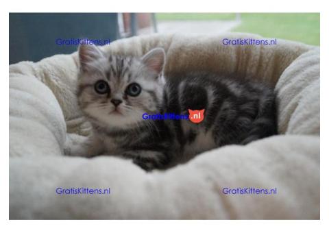 Britse Korthaar/Scottish Fold Blauw en Lilac kitten € Whatsapp-nummer: +31 6 877 322 95