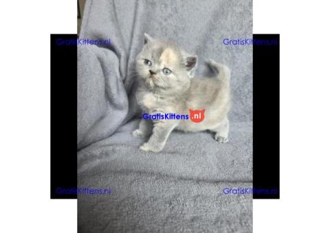 Britse Korthaar/Scottish Fold Blauw en Lilac kitten € Whatsapp-nummer: +31 6 877 322 95