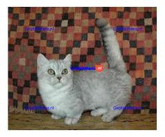 Maine Coon-kittens ter adoptie