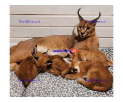 lieve Caracal kittens te koop...