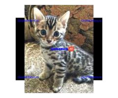 Goed opgevoede Bengaalse kittens