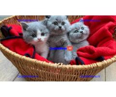 Blauwe britse korthaar kittens