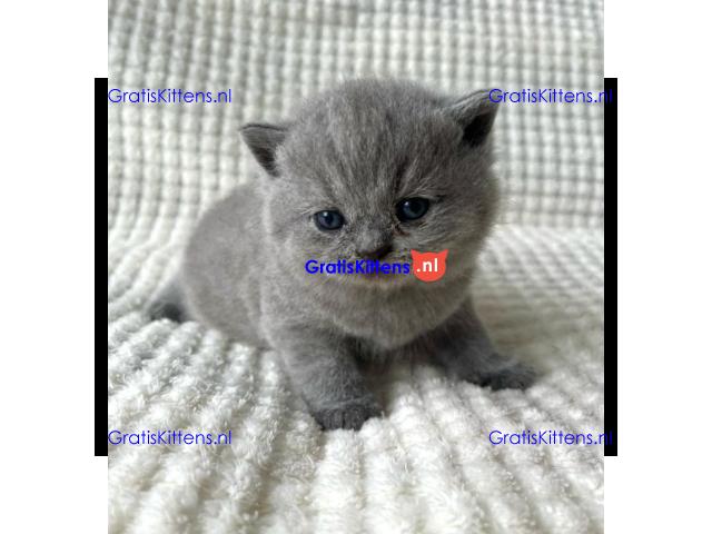 Britse Korthaar/Scottish Fold Blauw en Lilac kitten €  Whatsapp-nummer: +31 6 877 322 95