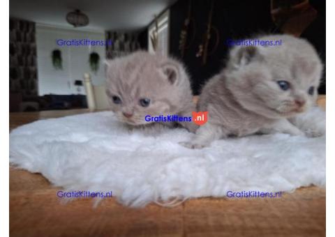 Brits Korthaar nest/Whatsapp: +3197010238859