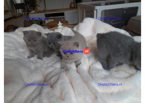 Brits Korthaar nest/Whatsapp: +3197010238859