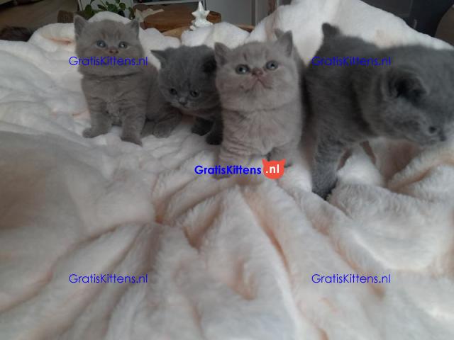 Brits Korthaar nest/Whatsapp: +3197010238859