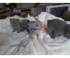 Brits Korthaar nest/Whatsapp: +3197010238859