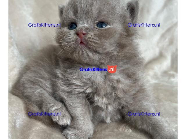 Brits Korthaar nest/Whatsapp: +3197010238859