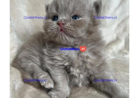 Brits Korthaar nest/Whatsapp: +3197010238859