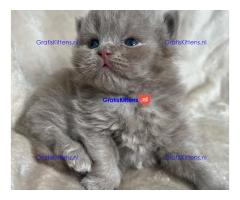 Brits Korthaar nest/Whatsapp: +3197010238859