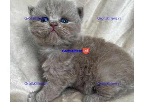 Brits Korthaar nest/Whatsapp: +3197010238859