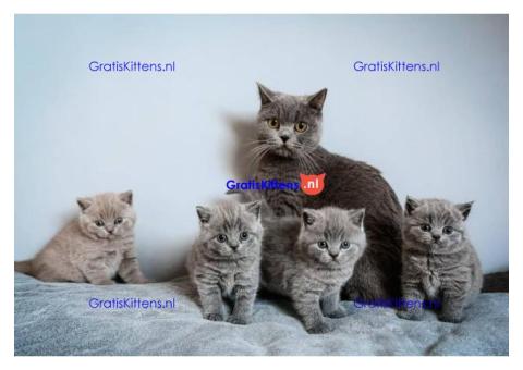 Brits Korthaar nest/Whatsapp: +3197010238859