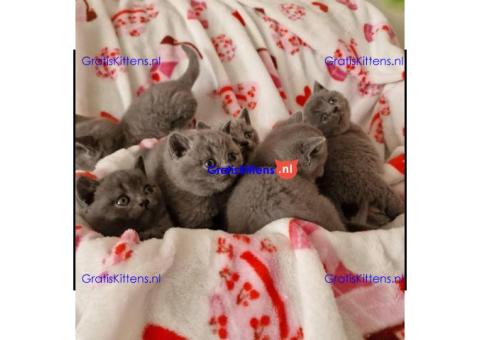 Brits Korthaar nest/Whatsapp: +3197010238859