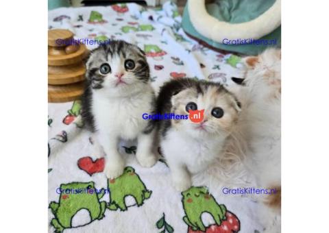 Gezonde sphynix, bengal, chatreuax, ragdoll en europese korthaar kittens. Whatsapp; +3197010238859